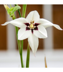 Acidanthera - Acidanthera - hlízy acidanthery - 4 ks